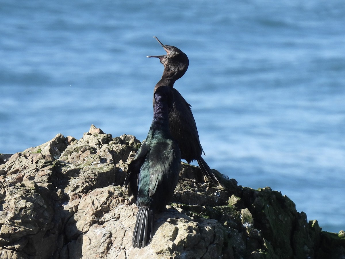 Баклан берингійський - ML647529471