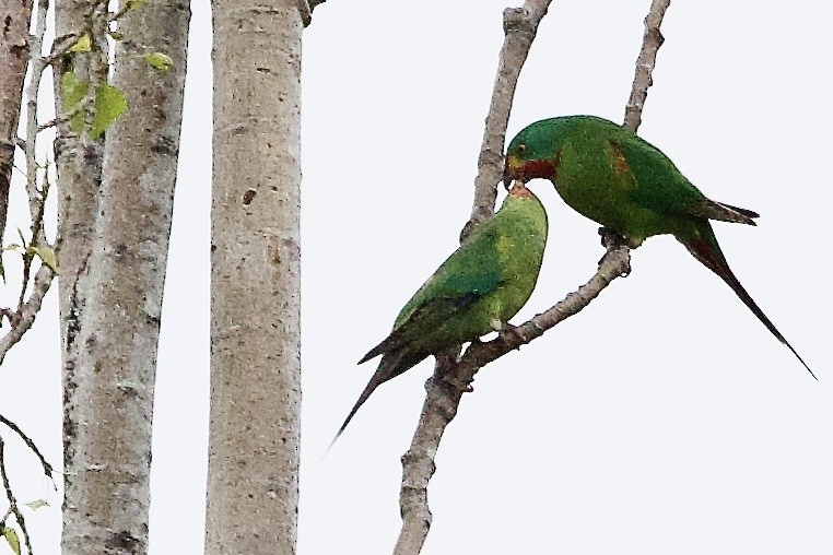 Папужка червоногорлий - ML647529472