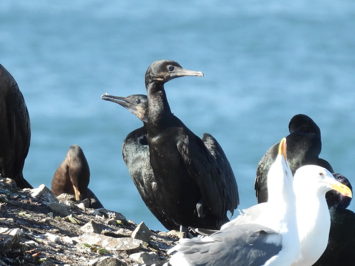 Brandt's Cormorant - ML647529480