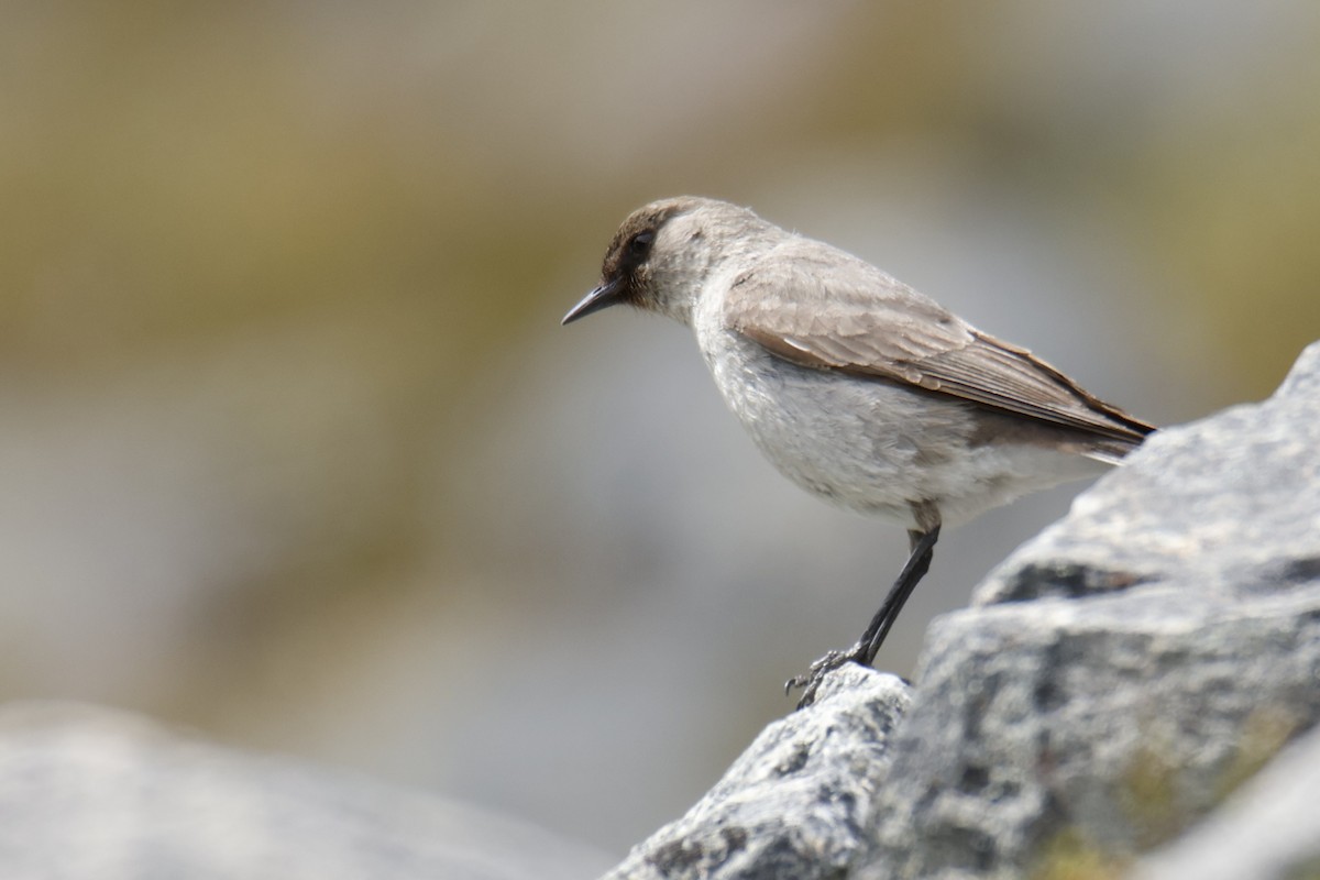 Dormilona Carinegra - ML647529494