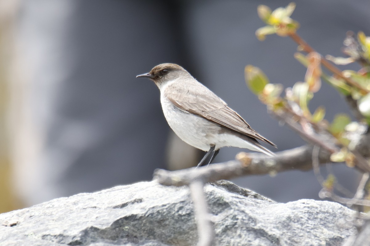 Dormilona Carinegra - ML647529495