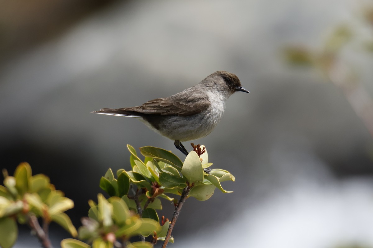 Dormilona Carinegra - ML647529496