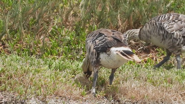 Казарка гавайська - ML647529514