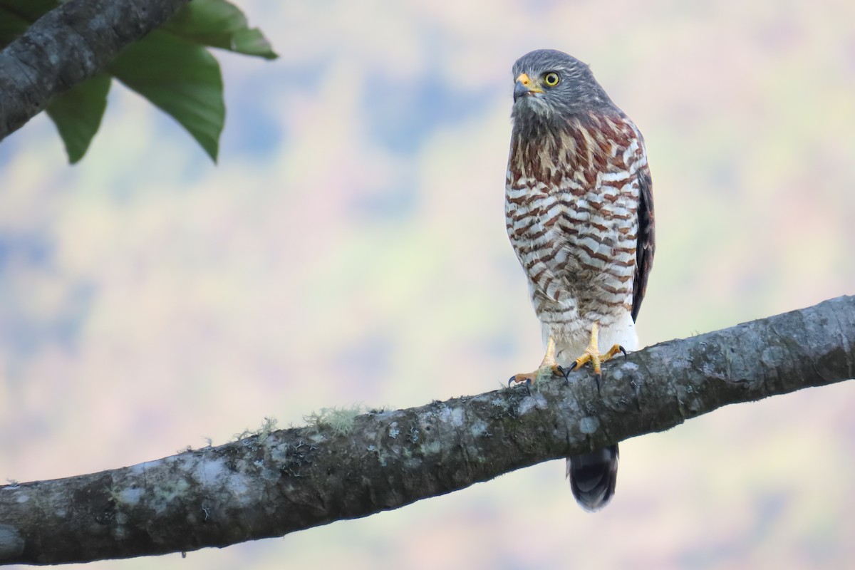 Roadside Hawk - ML647529515