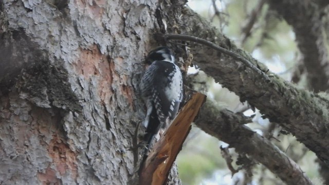 Дятел ялиновий - ML647529530