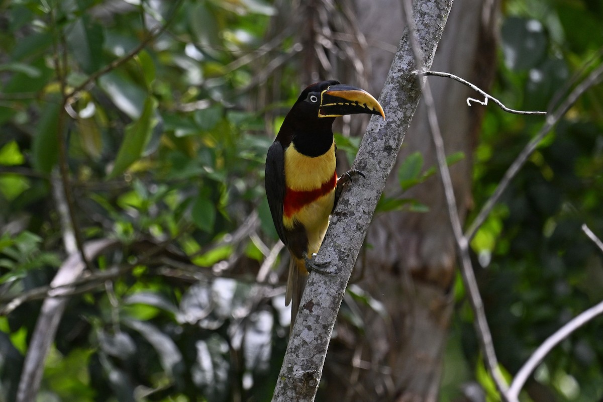 arassari hnědouchý - ML647529535