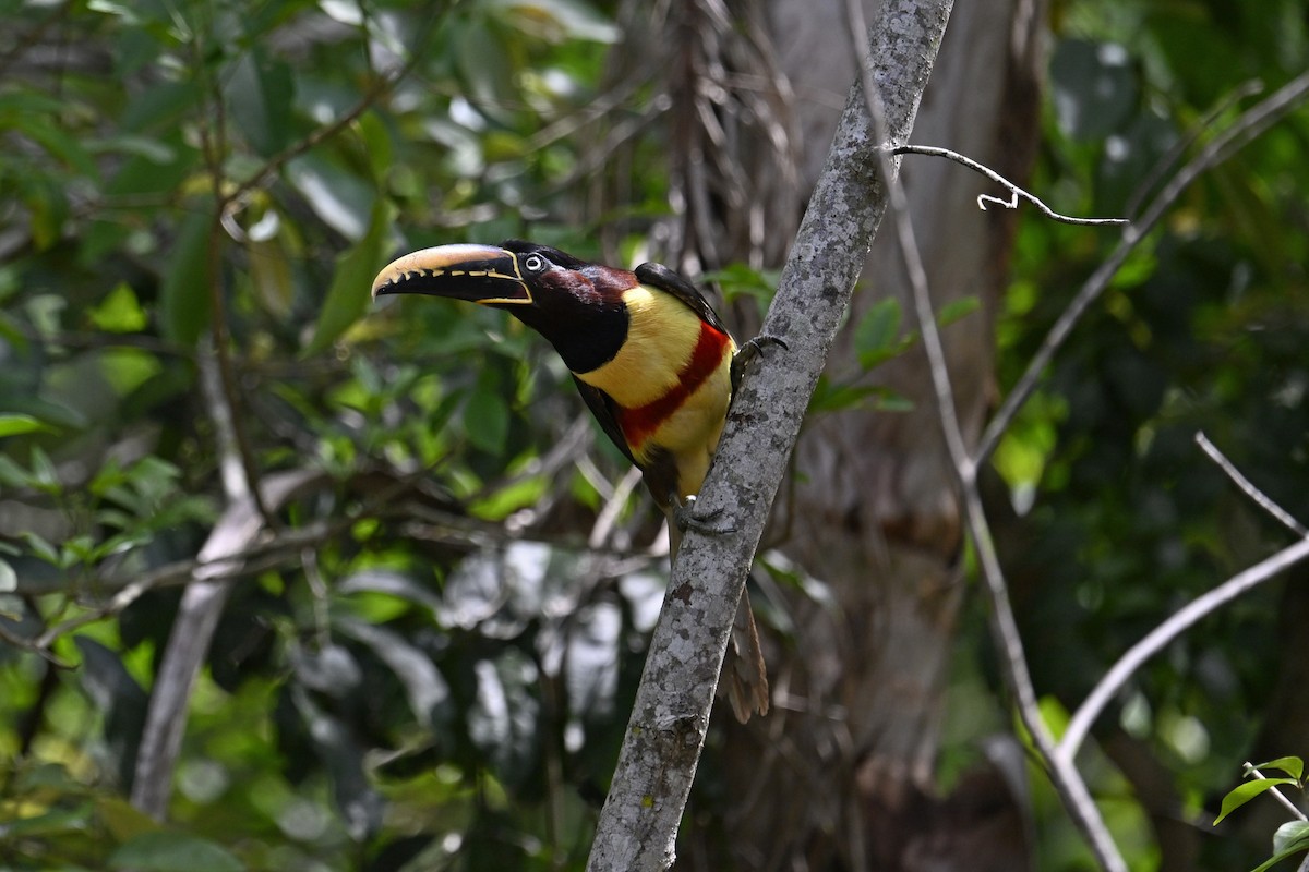 arassari hnědouchý - ML647529536