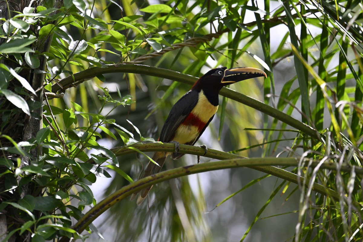 arassari hnědouchý - ML647529537