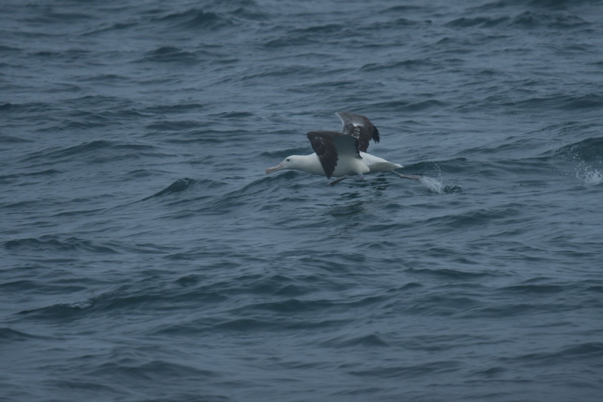 Southern Royal Albatross - ML647529539