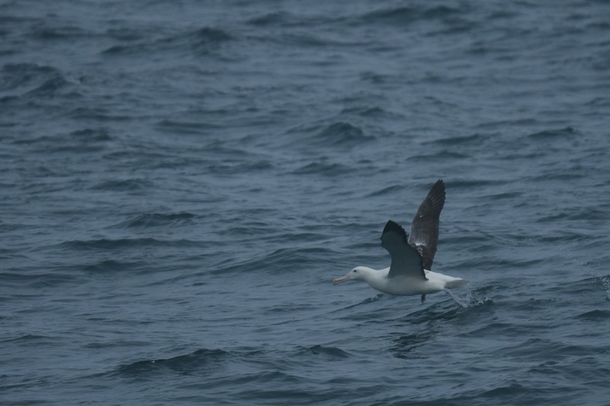 Southern Royal Albatross - ML647529543