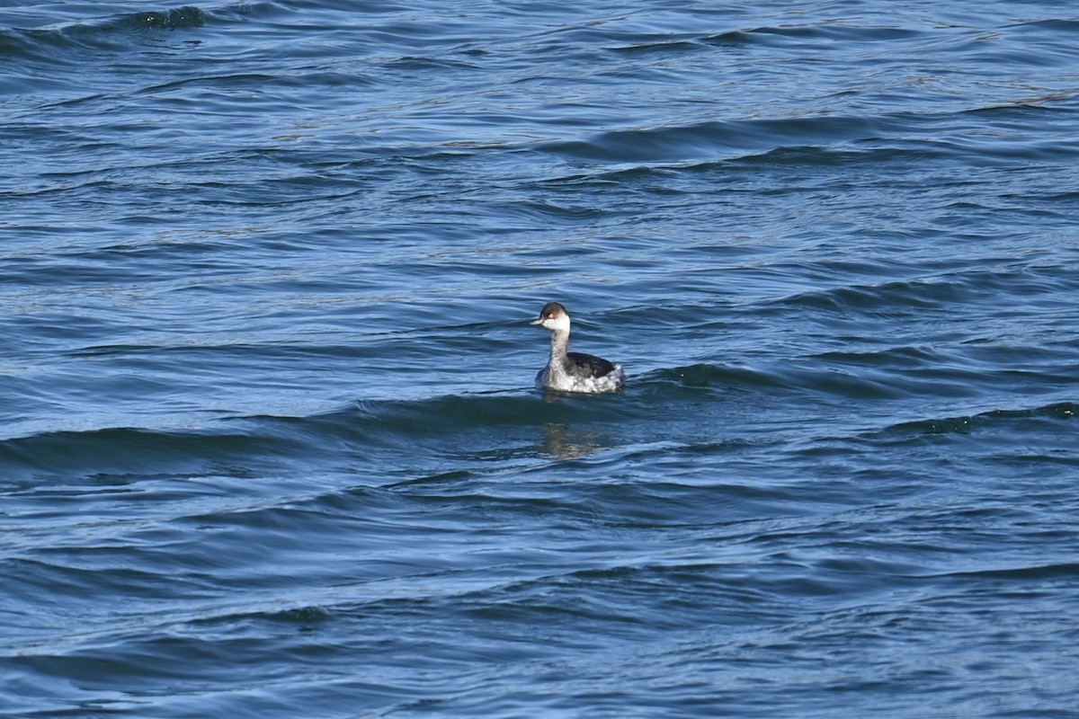 Eared Grebe - ML647529546