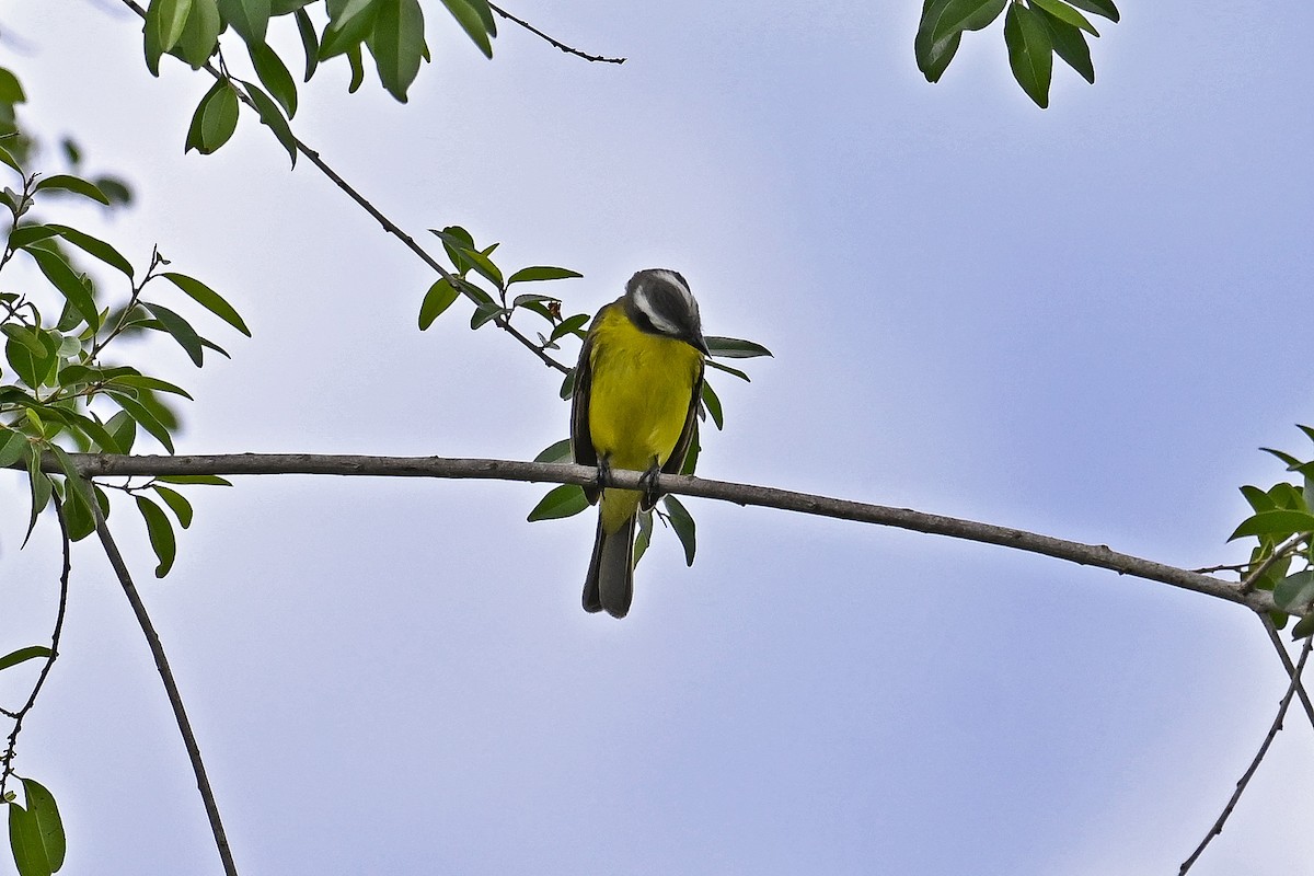 Красношапочный бентеви - ML647529548