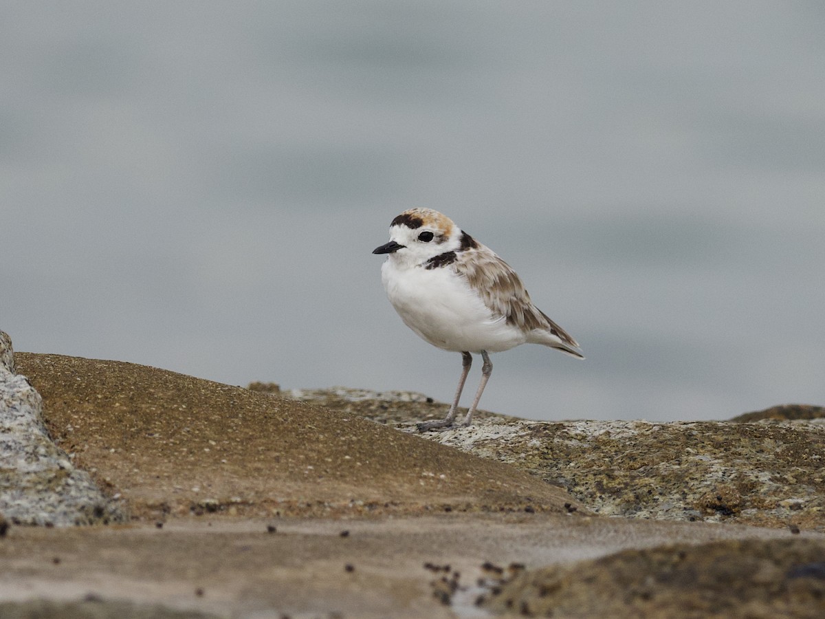 Малайский зуёк - ML647529566