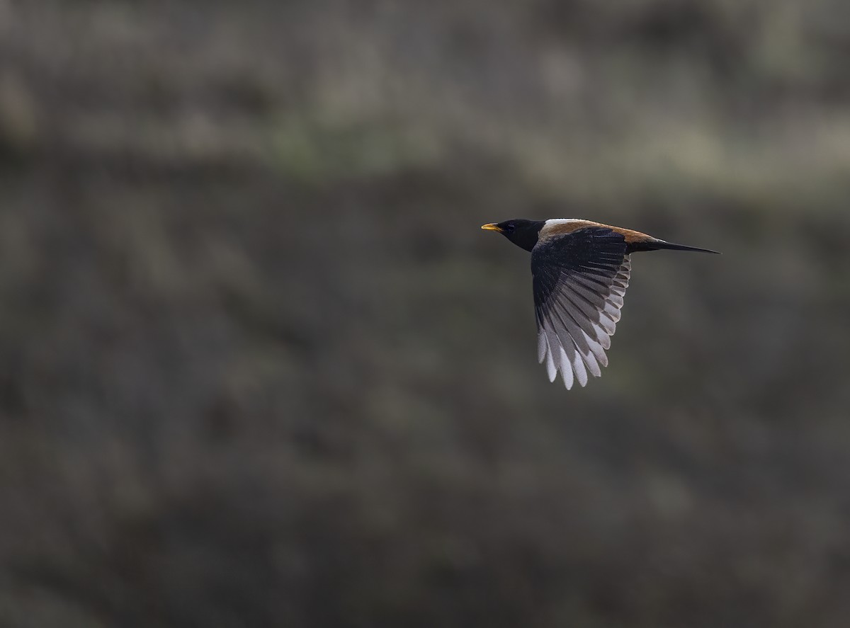 drozd západočínský - ML647529569