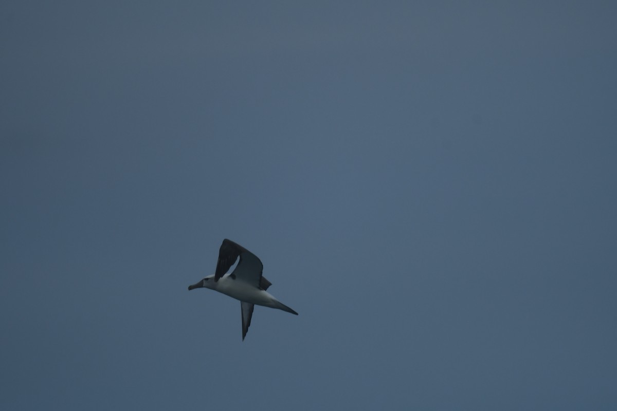 ハジロアホウドリ - ML647529571