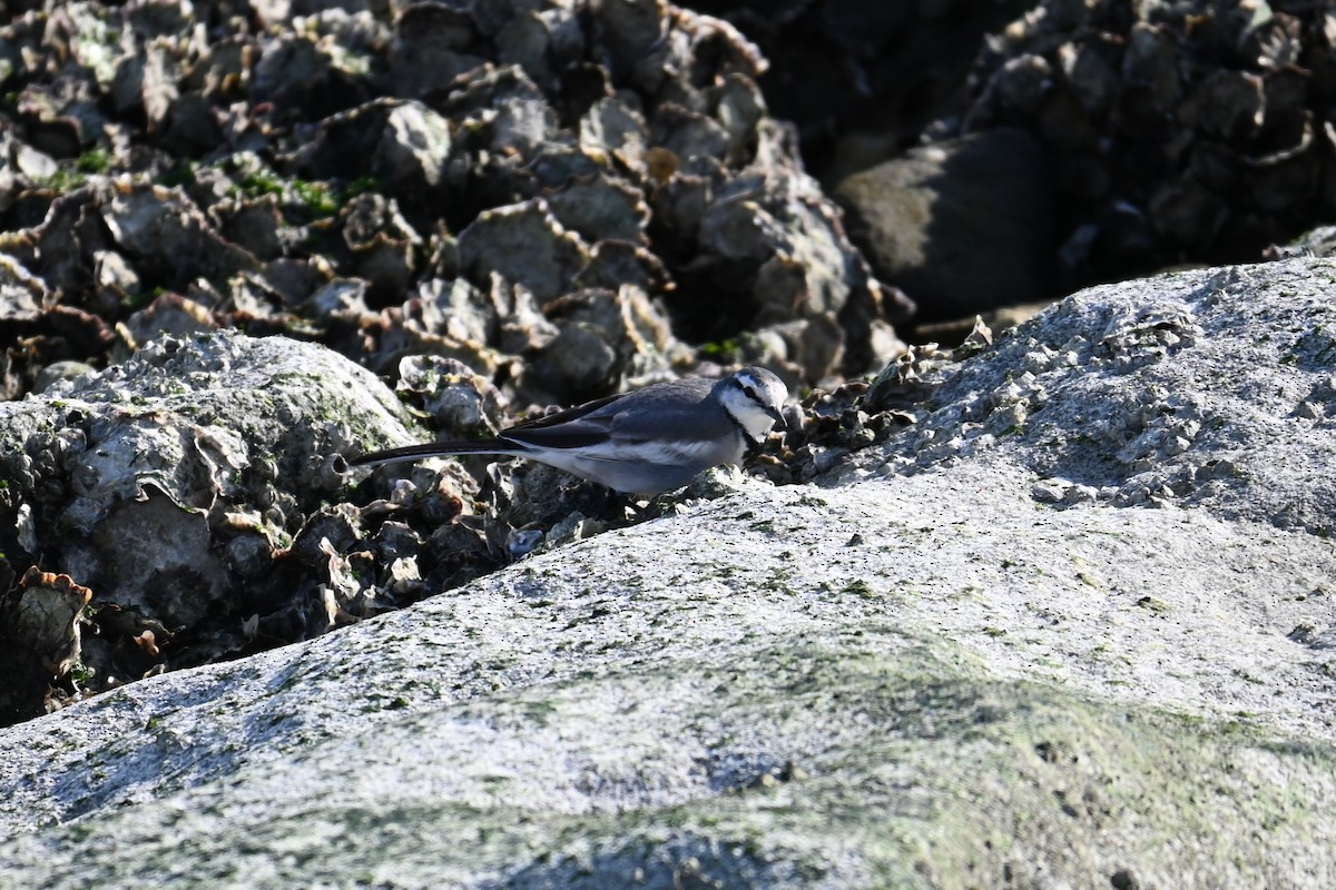 White Wagtail - ML647529576