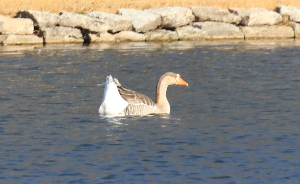 Graylag Goose (Domestic type) - ML647529583