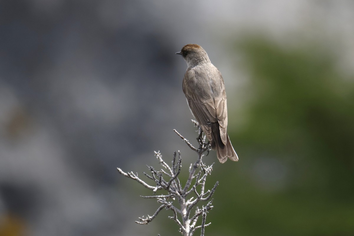 Dormilona Carinegra - ML647529591