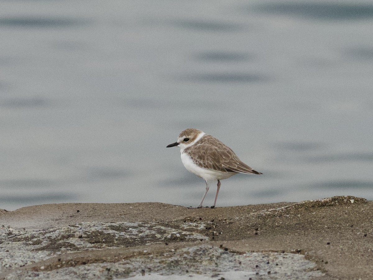 White-faced Plover - ML647529592