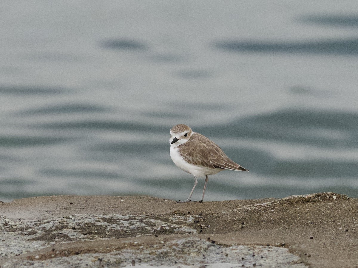 White-faced Plover - ML647529593