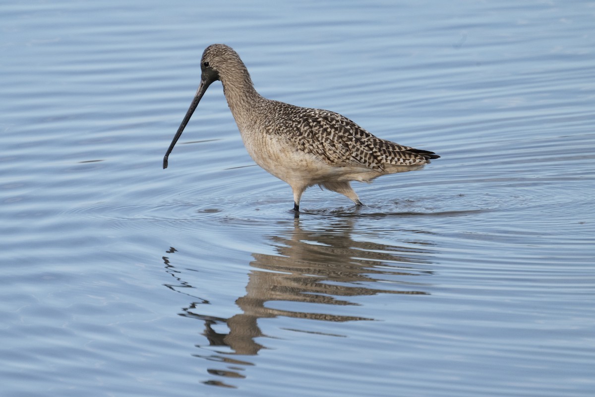 Marbled Godwit - ML647529595