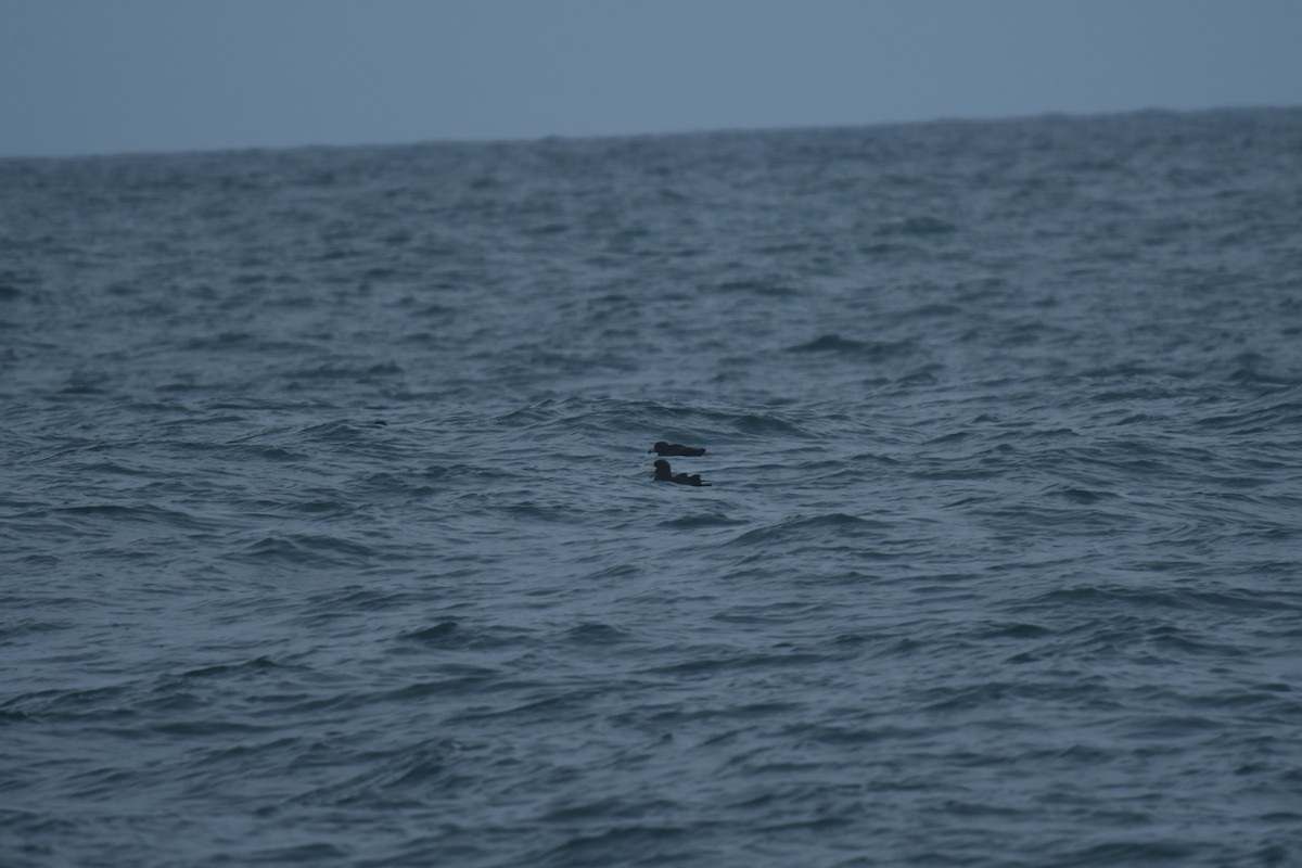 ウエストランドクロミズナギドリ - ML647529599