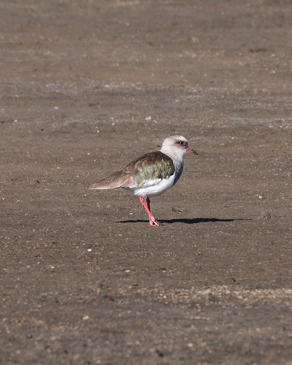 Andean Lapwing - ML647529600