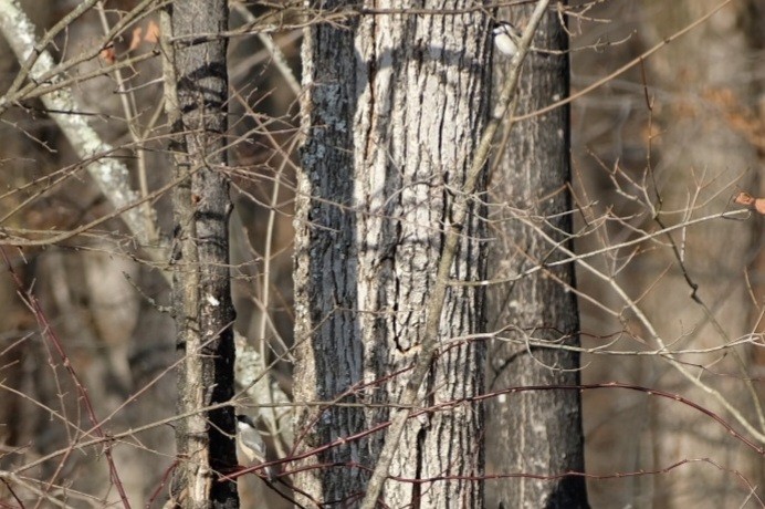 Гаїчка світлокрила - ML647529601