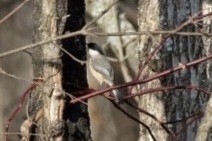 Гаїчка світлокрила - ML647529602