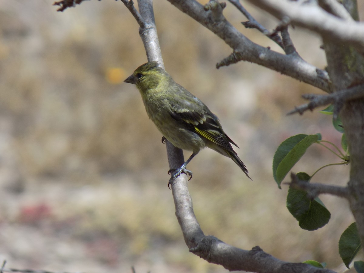 Black-chinned Siskin - ML647529608