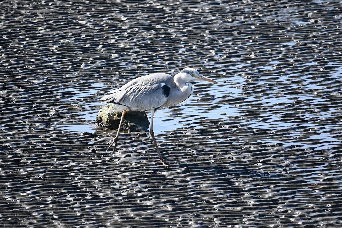 Gray Heron - ML647529624