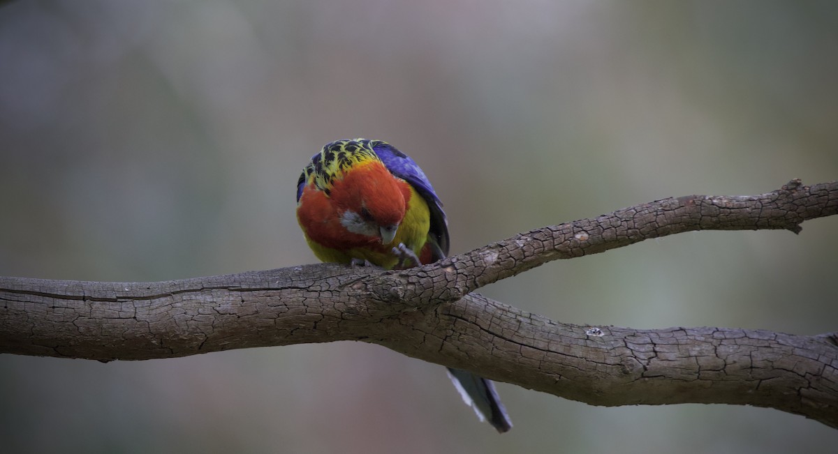 Eastern Rosella - ML647529630