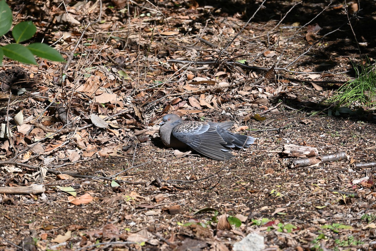 Oriental Turtle-Dove - ML647529635