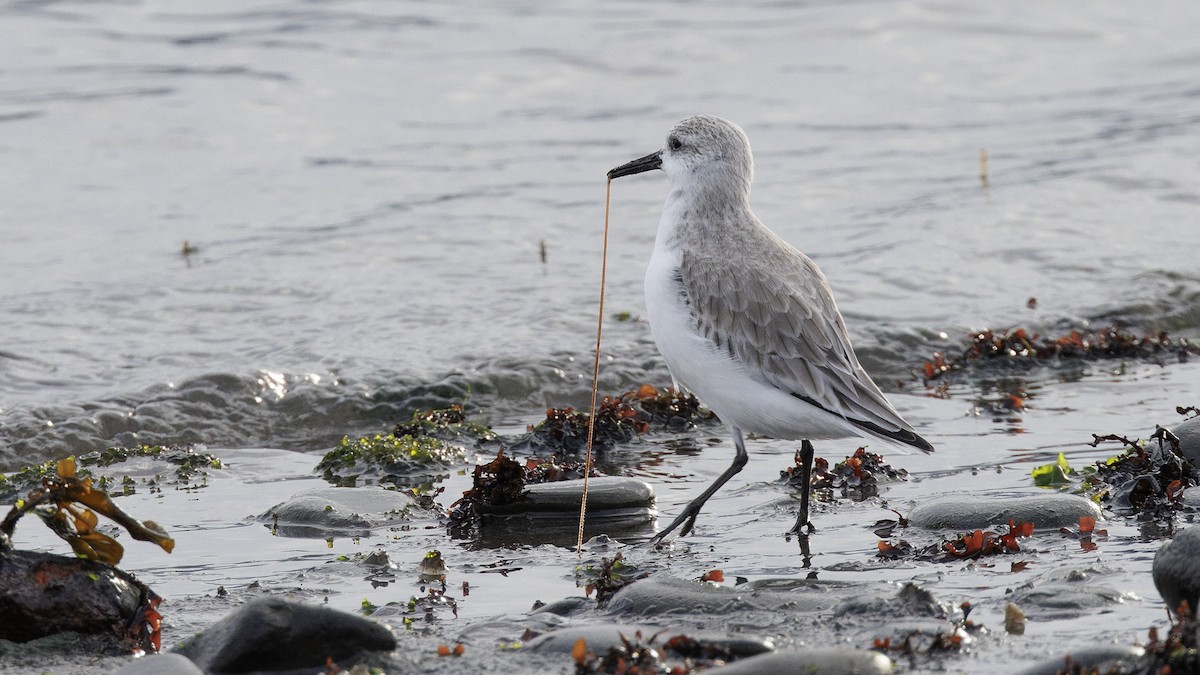 jespák písečný - ML647529649