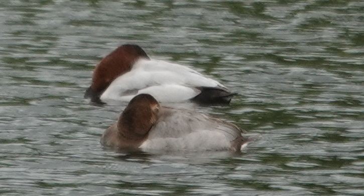 Murgilari bizkarzuria - ML647529652