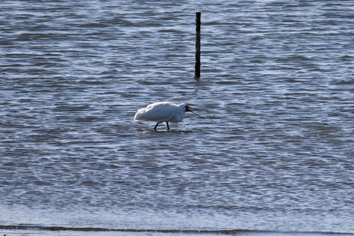 Black-faced Spoonbill - ML647529675