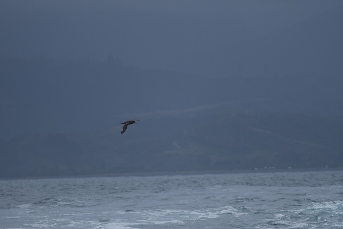 キタオオフルマカモメ - ML647529687