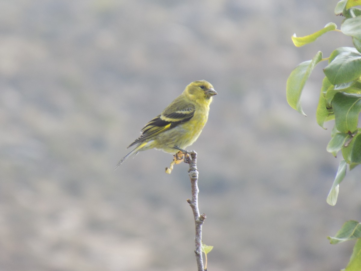 Black-chinned Siskin - ML647529696