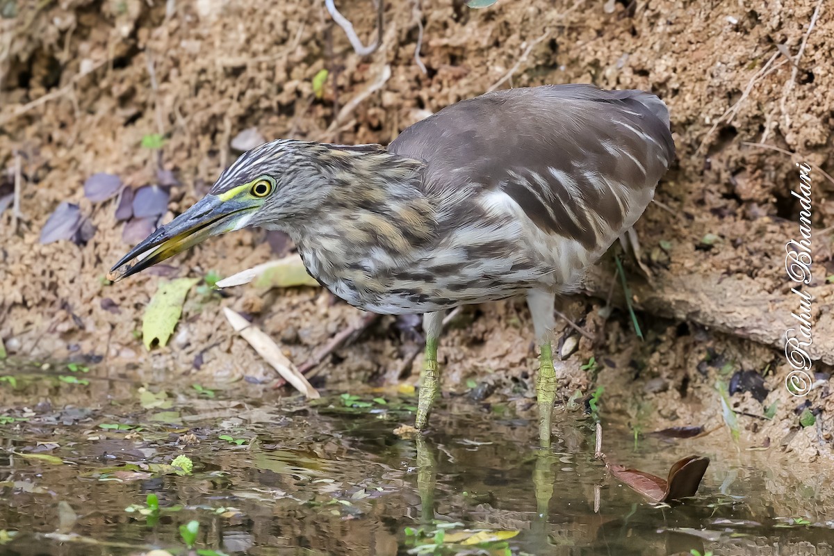 Indian Pond-Heron - ML647529717