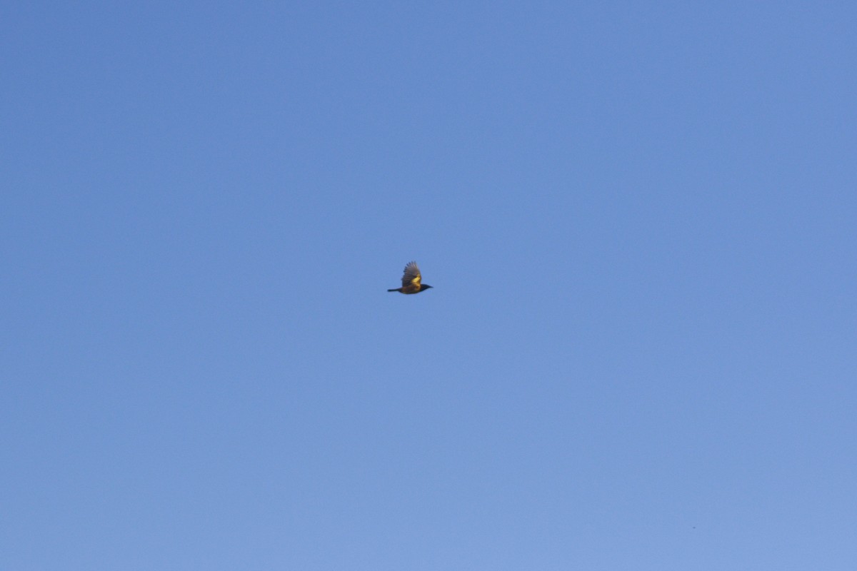 Brown-and-yellow Marshbird - ML647529725