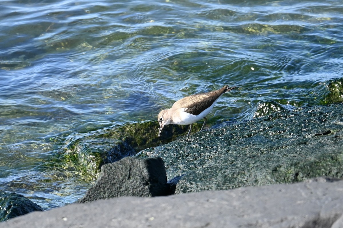 Common Sandpiper - ML647529728
