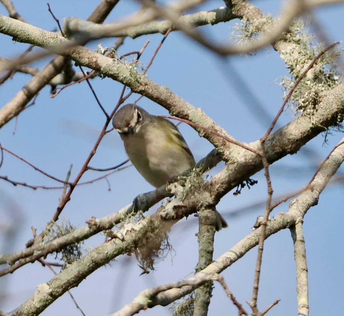 zelenáček brýlový - ML647529732