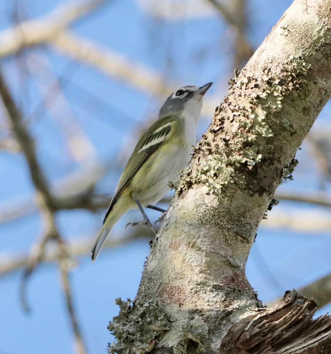 zelenáček brýlový - ML647529733