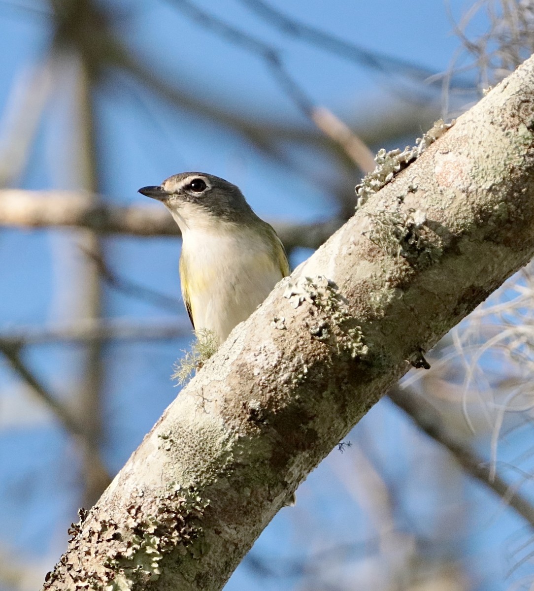 zelenáček brýlový - ML647529734