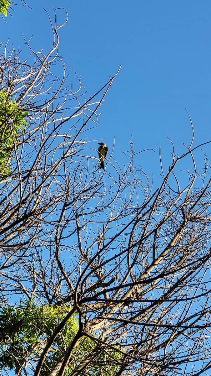 Tropical Kingbird - ML647529742