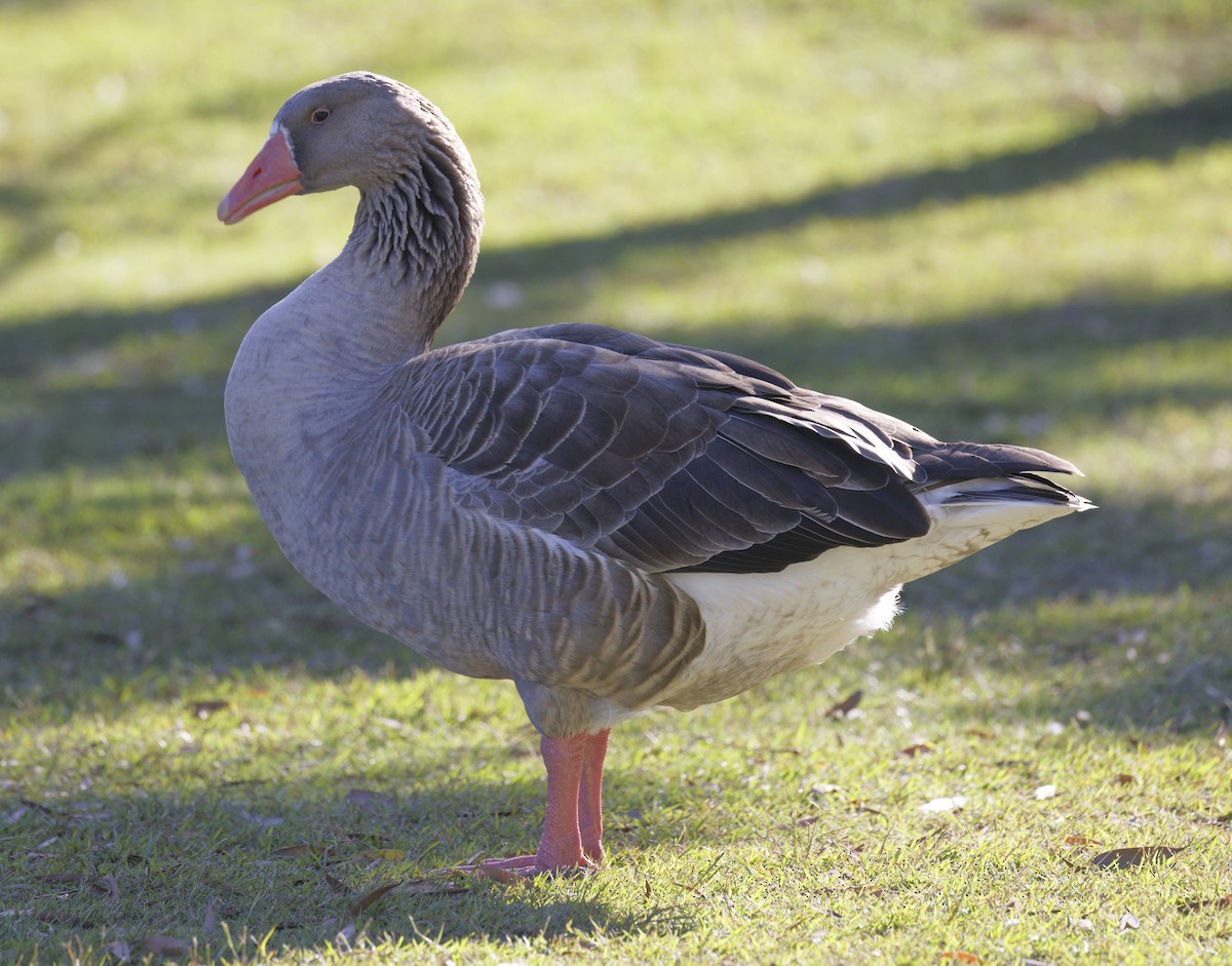Graylag Goose (Domestic type) - ML647529746