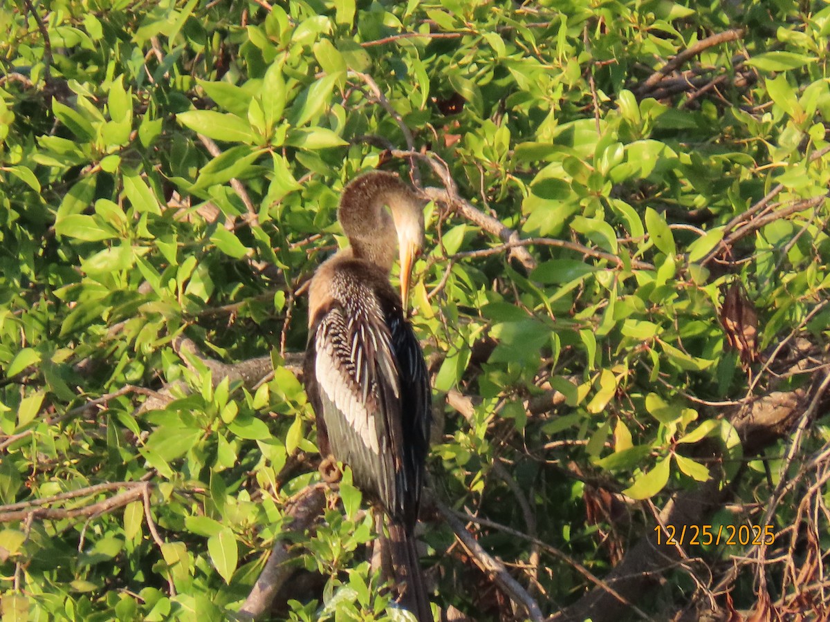Anhinga - ML647529748