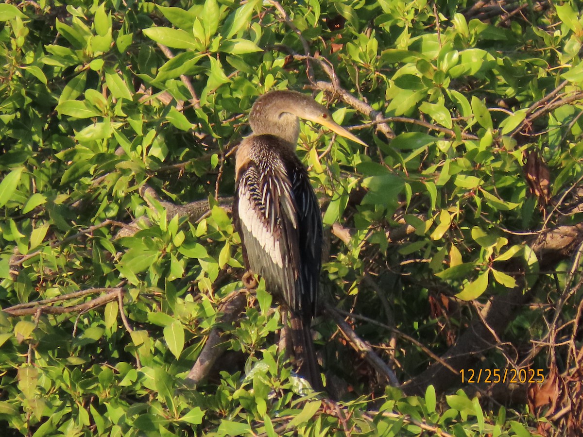 Anhinga - ML647529749