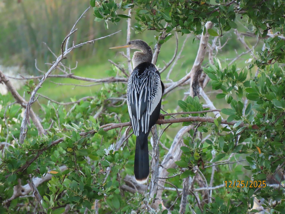 Anhinga - ML647529751