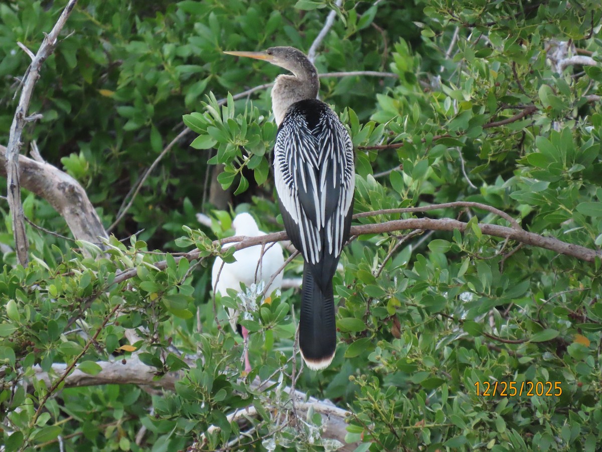 Anhinga - ML647529752
